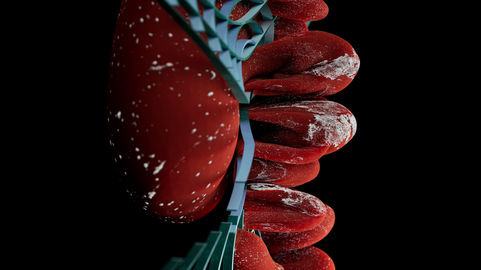 Salud Pública y la UNSa impulsan investigación y desarrollo para tratamiento de leishmaniasis con impresión 3D